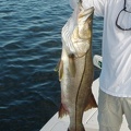 from back-up 2241 snook